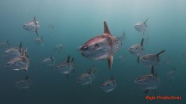 sunfish16-lowres.jpg