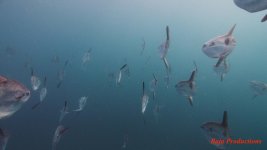 sunfish19-lowres.jpg