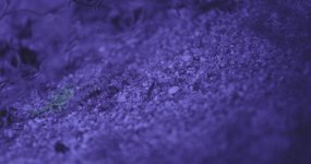 SandScorpion.0002473.jpg