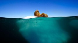 Walrus Iceberg.jpg
