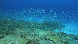 HDCAM 074 - reef.jpg
