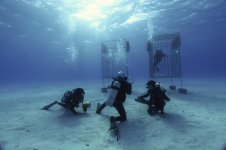 Tiger beach stills 089.jpg