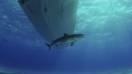 Tiger-Boat.0000337.jpg