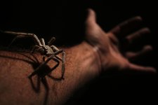 spider.jpg